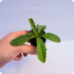 Common Cat's-ear Tortoise Plants 99cc pot