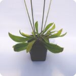 Ribwort Plantain Tortoise Plants 9cm pot
