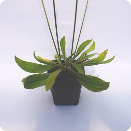 Ribwort Plantain Tortoise Plants 9cm pot
