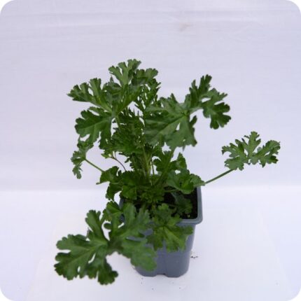Musk Mallow Tortoise Plants 9cm pot
