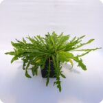 Autumn Hawkbit Tortoise Plants 9cm pot