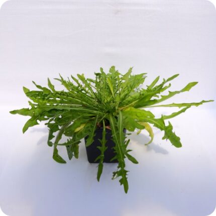 Autumn Hawkbit Tortoise Plants 9cm pot