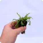 Autumn Hawkbit Tortoise Plants 99cc plug