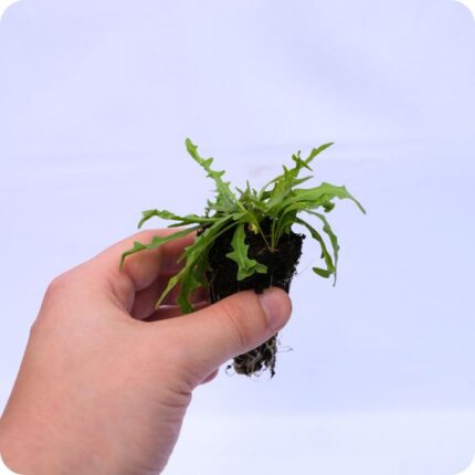 Autumn Hawkbit Tortoise Plants 99cc plug