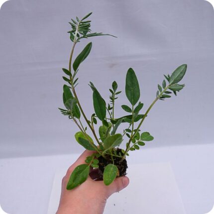Kidney Vetch Tortoise Plants 99cc