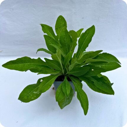 Black Knapweed 9cm pot