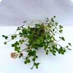 White Clover Tortoise Plants
