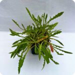 Common cats ear in a 9cm pot for tortoise eating