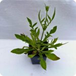 Field scabious 9cm pot