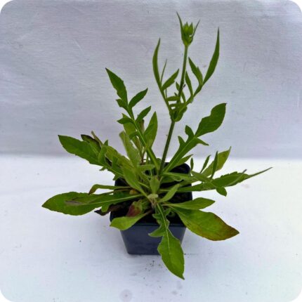 Field scabious 9cm pot