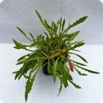 Ribwort plantain in 9cm pot