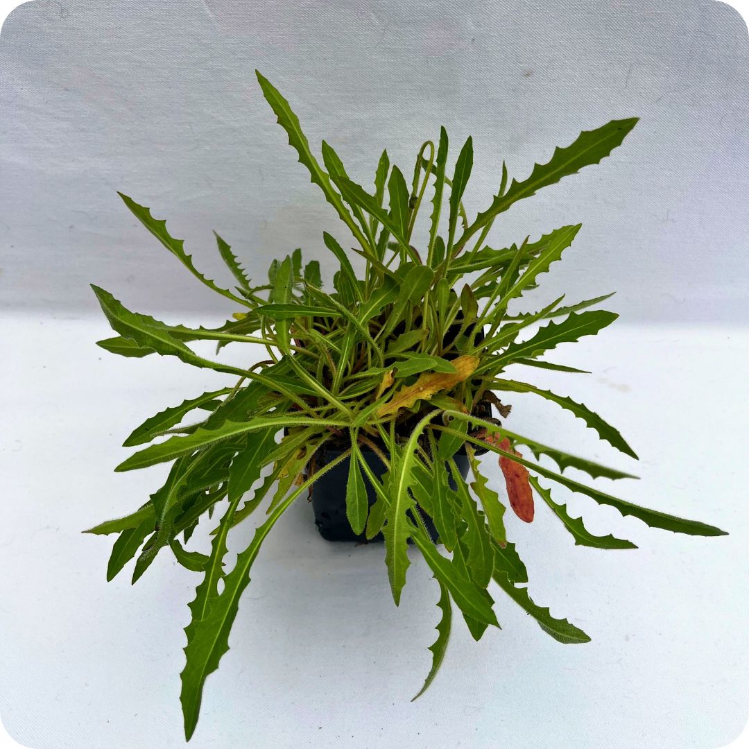 Tortoise plant rounded (18) Ribwort plantain in 9cm pot