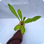 Teasel Tortoise Plants - Image 2