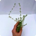 Herb-Robert Tortoise Plants - Image 2
