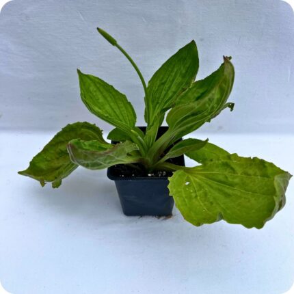 Broad Leaved plantain tortoise plant in 9cm pot