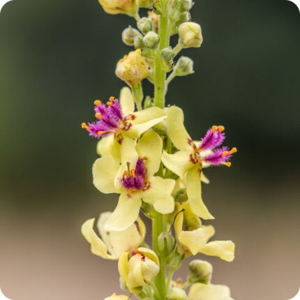 Dark Mullein Verbascum nigrum close-up of yellow flowers with purple stamens on a tall flowering spike.