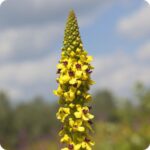 Dark Mullein Verbascum nigrum upright wildflower plant with broad green leaves and tall flower stems.