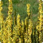 Dark Mullein Verbascum nigrum group of flowering plants growing together in a sunny wildflower meadow.
