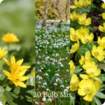 early spring bulbs in the green mix showing Lesser Celandine, Snowdrop, Winter Aconite in the wild