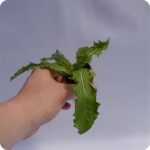 Dandelion Tortoise Plants - Image 2