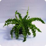 Dandelion Tortoise feeding Plants