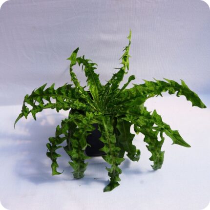 Dandelion Tortoise feeding Plants