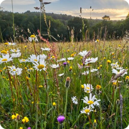 Neutral Meadow 30:70 Seed Mix