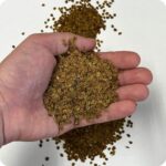 Yellow rattle seed in hand