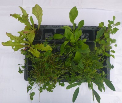 Tortoise Plug Plant Mix - 10 Plants