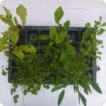 Tortoise Plug Plant Mix selection of healthy plug plants growing in trays, ready for planting in tortoise enclosures.