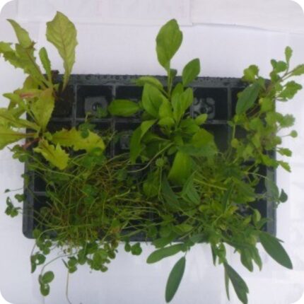 Tortoise Plug Plant Mix selection of healthy plug plants growing in trays, ready for planting in tortoise enclosures.