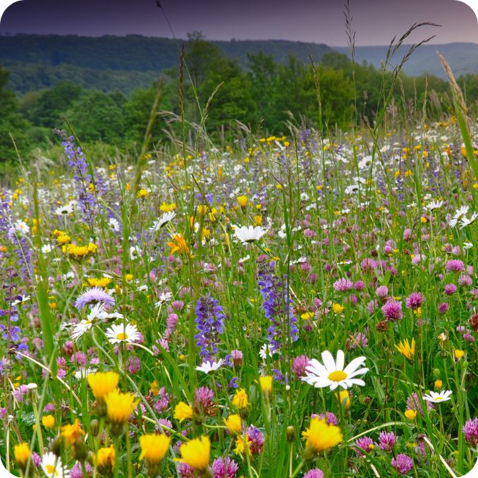 100% Native Wildflowers