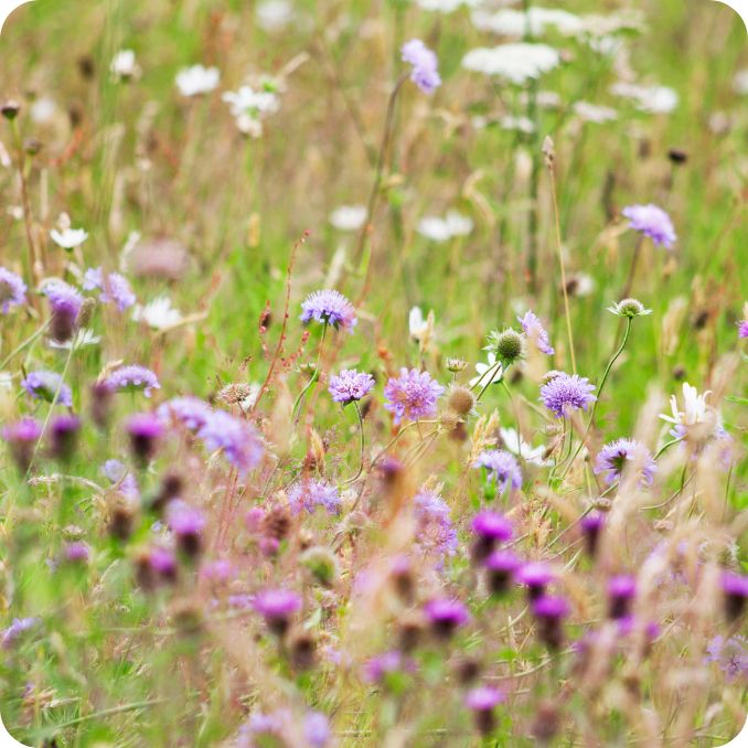 Native Grass + wildflower (forbs) mixes