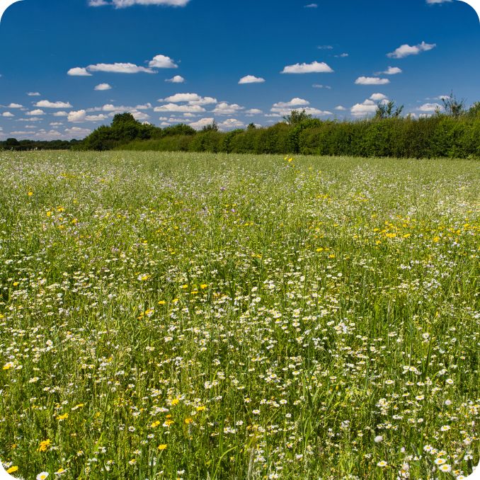 Native grasses single species + mixes