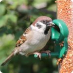 Small bird sat on bird feeder filled with red millet