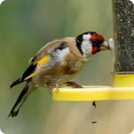 A goldfinch eating niger seeds from a bird feeder