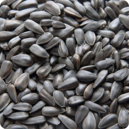 Black Sunflower Seeds, Small black oval seeds
