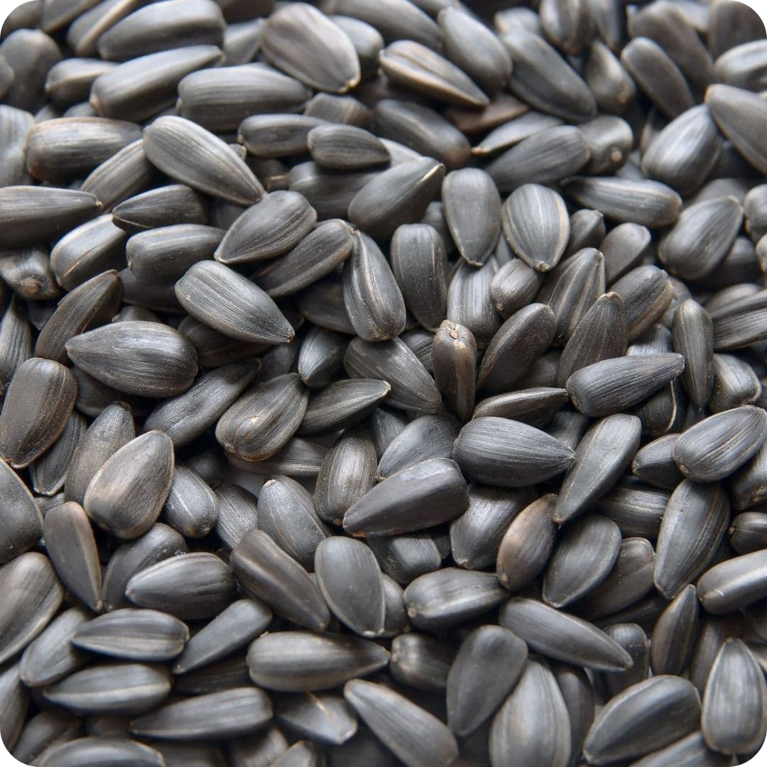 1 Black Sunflower Seeds, Small black oval seeds