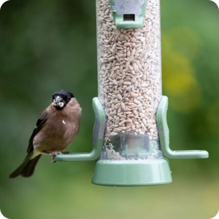 Bird sat on a bird feeder filled with sunflower hearts