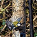 Blue tit on a bird feeder filled with original farm mix