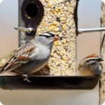 Birds eating at a bird feeder eating the high energy blend