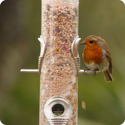 A robin eating the No Mess Wild Bird Seed Mix