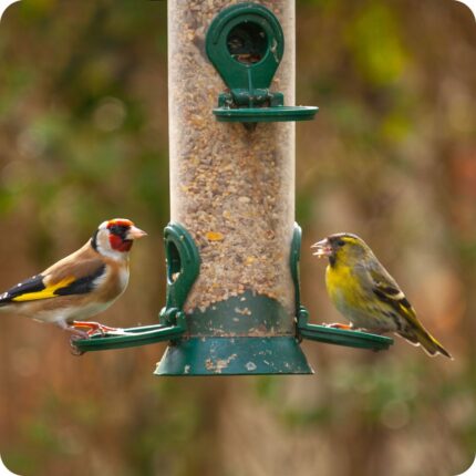 Gold and green finch eating bird seed